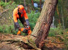 How Our Tree Care Process Works  in  Great Bend, NY